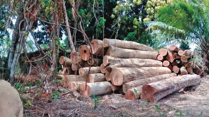 Indígenas denuncian tala ilegal en reserva de Darién