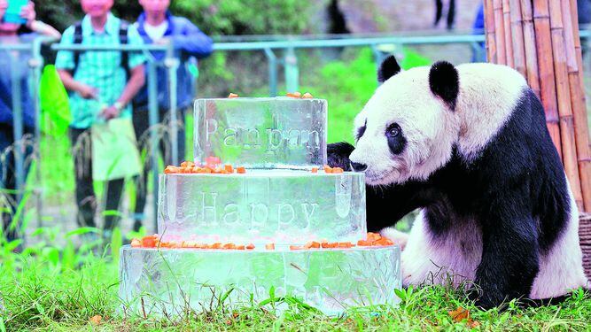 Murió Pan Pan, el panda macho más viejo del mundo